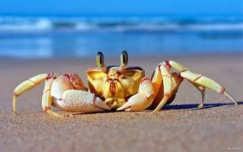 带你吃瓜奇葩螃蟹,带你探索“带你吃瓜奇葩螃蟹”的神秘世界