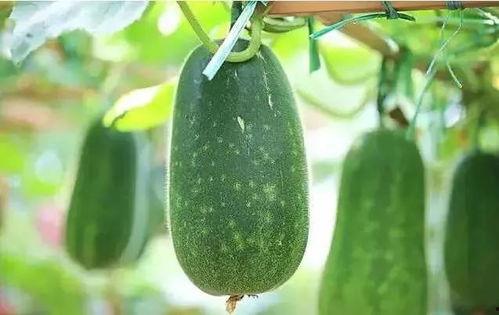 31人吃瓜,共享欢乐时光