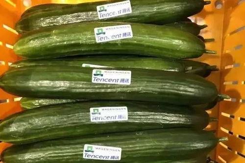 吃瓜ai扩图,揭秘虚拟世界中的“瓜田”盛景