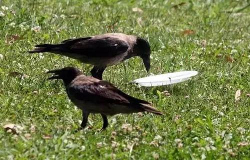 民间故事乌鸦吃瓜,智慧与勇气的寓言故事