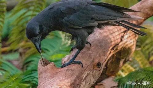 民间故事乌鸦吃瓜,智慧与勇气的寓言故事