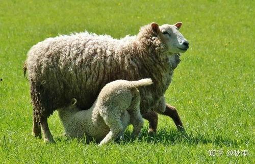 梦见水牛吃羊瓜青苗,水牛与羊瓜青苗的神秘邂逅