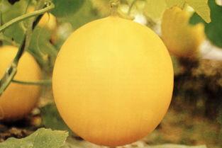 吃瓜事件兰州,一场网络狂欢背后的真相与反思