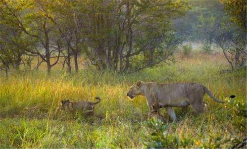 花豹与狮子吃瓜,森林霸主间的悠闲时光