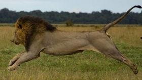 花豹与狮子吃瓜,森林霸主间的悠闲时光