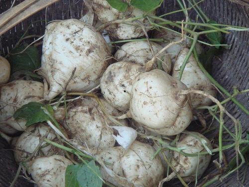 剥皮土瓜怎么吃,家常美味新体验