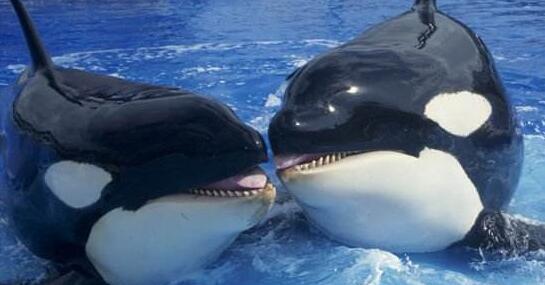 jumi小鲸鱼吃瓜,揭秘海洋中的趣味生活