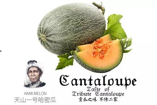 吃瓜号66,带你领略网络世界的趣味与真相