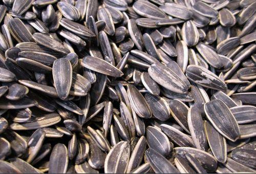 吃瓜嗑瓜子故事,一粒瓜子的传奇故事