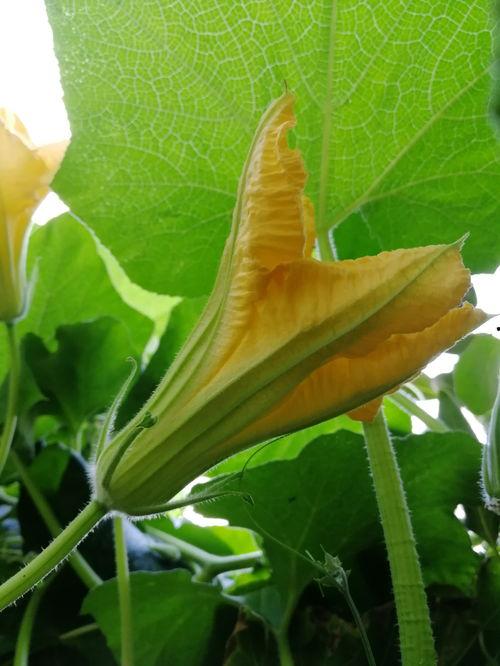 绞瓜花怎么吃,创意烹饪指南