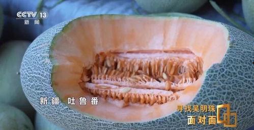 来吐鲁番吃瓜,探寻新疆瓜王的美味之旅
