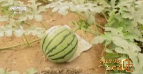 来吐鲁番吃瓜,探寻新疆瓜王的美味之旅