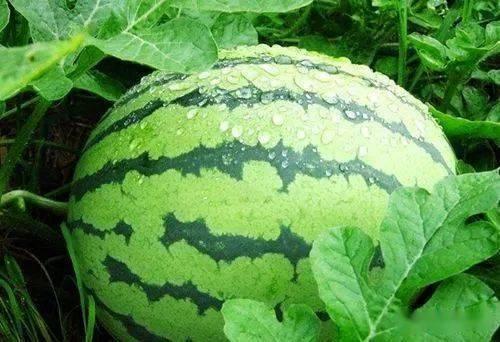 青姨舞台吃瓜,揭秘娱乐圈幕后真相