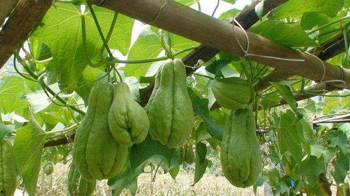 过敏吃佛手瓜,佛手瓜的过敏风险与注意事项