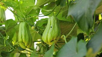 过敏吃佛手瓜,佛手瓜的过敏风险与注意事项