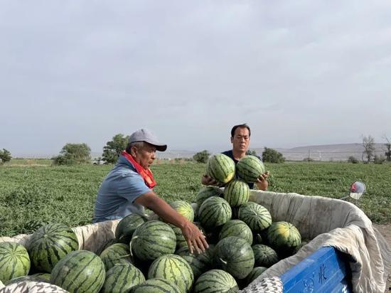旱鸭吃瓜,夏日里的清凉趣事